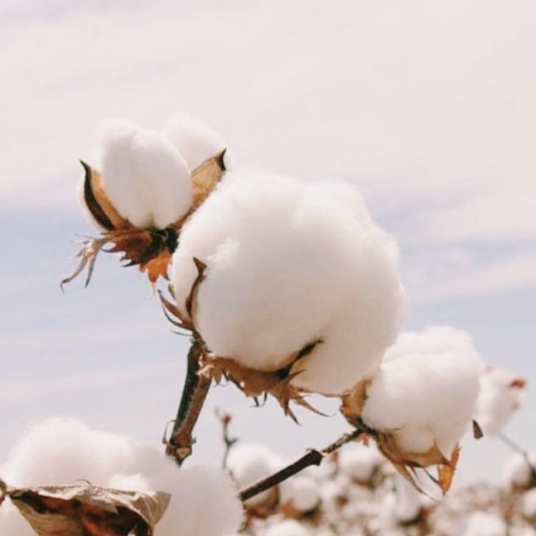 An image /images/about/cotton.png